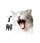 おもしろい動きをする猫のスタンプ（個別スタンプ：4）