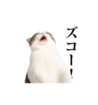 おもしろい動きをする猫のスタンプ（個別スタンプ：5）
