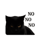 おもしろい動きをする猫のスタンプ（個別スタンプ：6）