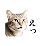 おもしろい動きをする猫のスタンプ（個別スタンプ：8）