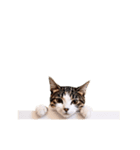動く！こちらを覗く者（個別スタンプ：3）