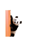 動く！こちらを覗く者（個別スタンプ：4）