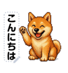 ドットな柴犬メッセージスタンプ☆豆柴（個別スタンプ：1）