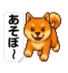 ドットな柴犬メッセージスタンプ☆豆柴（個別スタンプ：6）