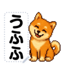 ドットな柴犬メッセージスタンプ☆豆柴（個別スタンプ：12）