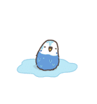 夏もインコといっしょ2（個別スタンプ：28）