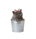 珍しい品種のマーメイドキャット （NT）（個別スタンプ：22）