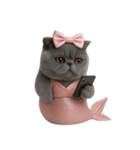 珍しい品種のマーメイドキャット （NT）（個別スタンプ：27）