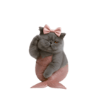 珍しい品種のマーメイドキャット （NT）（個別スタンプ：37）
