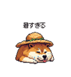 夏の麦わら太っちょ柴犬（個別スタンプ：3）