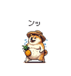 夏の麦わら太っちょ柴犬（個別スタンプ：9）