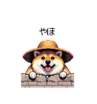 夏の麦わら太っちょ柴犬（個別スタンプ：10）