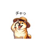 夏の麦わら太っちょ柴犬（個別スタンプ：12）