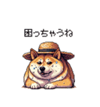 夏の麦わら太っちょ柴犬（個別スタンプ：13）