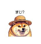 夏の麦わら太っちょ柴犬（個別スタンプ：15）