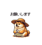 夏の麦わら太っちょ柴犬（個別スタンプ：22）