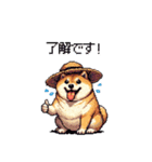夏の麦わら太っちょ柴犬（個別スタンプ：24）
