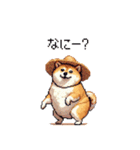 夏の麦わら太っちょ柴犬（個別スタンプ：30）