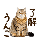 うんこ★リアルな猫（個別スタンプ：2）