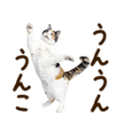 うんこ★リアルな猫（個別スタンプ：3）