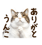うんこ★リアルな猫（個別スタンプ：4）