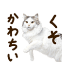 うんこ★リアルな猫（個別スタンプ：5）