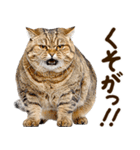 うんこ★リアルな猫（個別スタンプ：6）