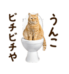 うんこ★リアルな猫（個別スタンプ：7）