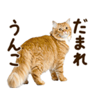 うんこ★リアルな猫（個別スタンプ：9）