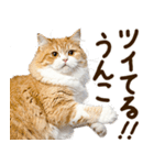 うんこ★リアルな猫（個別スタンプ：10）