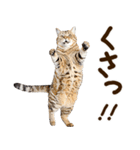 うんこ★リアルな猫（個別スタンプ：11）