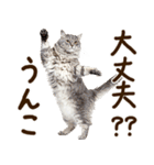 うんこ★リアルな猫（個別スタンプ：12）