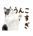 うんこ★リアルな猫（個別スタンプ：13）