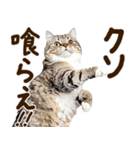 うんこ★リアルな猫（個別スタンプ：16）