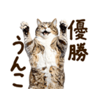 うんこ★リアルな猫（個別スタンプ：18）