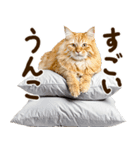 うんこ★リアルな猫（個別スタンプ：19）