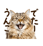 うんこ★リアルな猫（個別スタンプ：21）