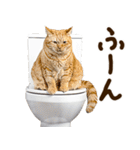 うんこ★リアルな猫（個別スタンプ：22）