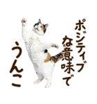 うんこ★リアルな猫（個別スタンプ：23）