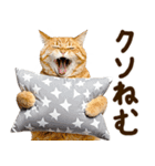 うんこ★リアルな猫（個別スタンプ：25）