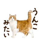 うんこ★リアルな猫（個別スタンプ：27）