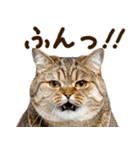 うんこ★リアルな猫（個別スタンプ：28）
