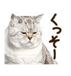 うんこ★リアルな猫（個別スタンプ：29）