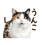うんこ★リアルな猫（個別スタンプ：30）