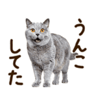 うんこ★リアルな猫（個別スタンプ：31）