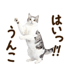 うんこ★リアルな猫（個別スタンプ：32）