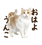 うんこ★リアルな猫（個別スタンプ：33）