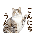 うんこ★リアルな猫（個別スタンプ：34）