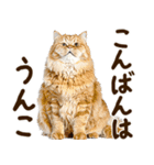 うんこ★リアルな猫（個別スタンプ：35）