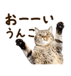 うんこ★リアルな猫（個別スタンプ：36）